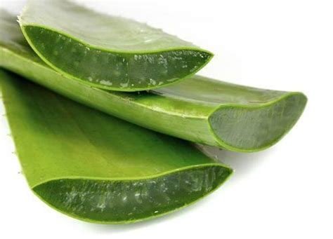 Aloe Vera Yanık İçin Nasıl Kullanılır? Doğal Tedavi Yöntemleri Aloe Vera Yanık İçin Nasıl Kullanılır? Doğal Tedavi Yöntemleri