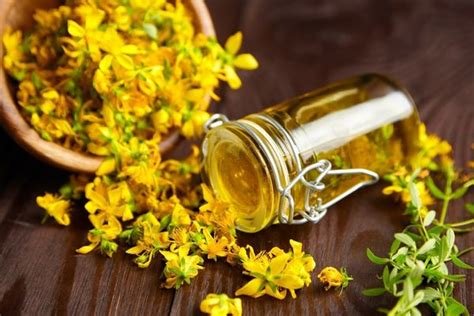 Kantaron Yağı Yanık Tedavisinde Nasıl Kullanılır? Kantaron Yağı Yanık Tedavisinde Nasıl Kullanılır?