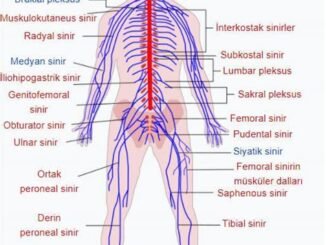 Yanık Tedavisinde Beslenme: Hangi Yiyecekler Destekler?